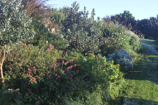 frost in the red and green garden