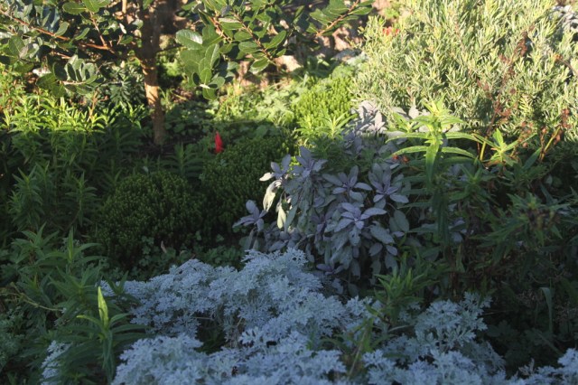 frost on groundcovers in the red and green garden