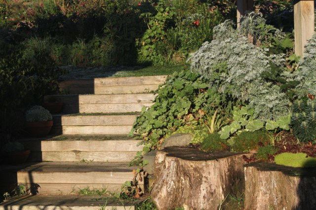 frosty ground cover and stairs in the solar panel garden