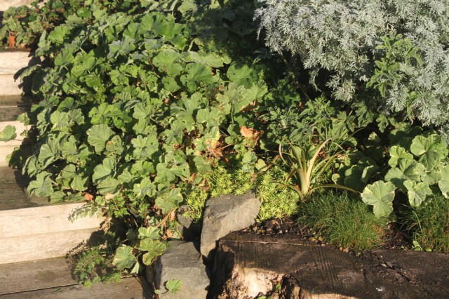 ground cover in the solar stairs 1024