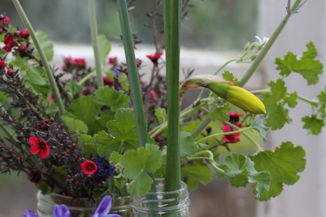 tea tree red single and daffodil cut flower 1024