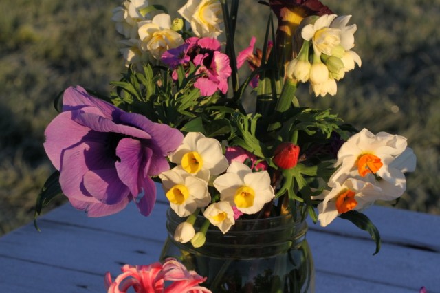 avalanch narcissi 1024