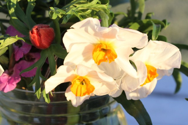 daffodil Geranium 1024