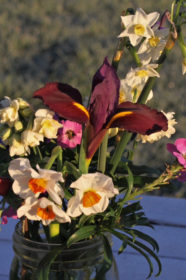 dutch Iris narcissi cut flowers 1024
