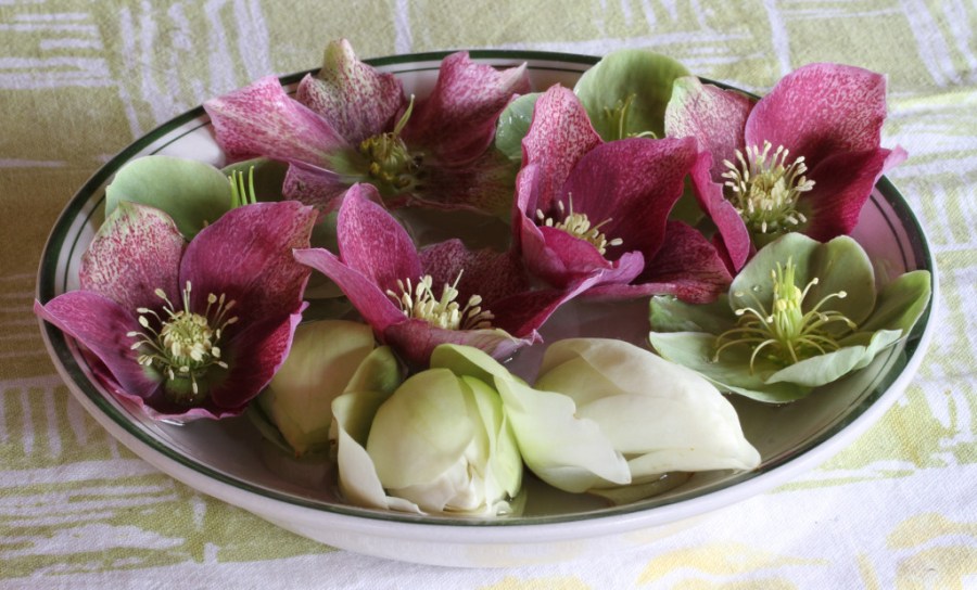 hellebores and michaelia bubble