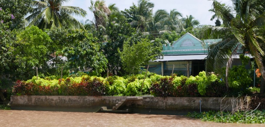 Foliage plants crotons