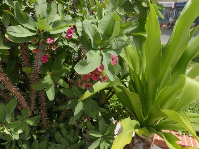 Public planting Chau Doc
