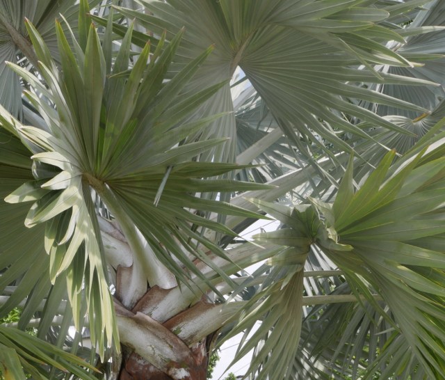 Silver palm leaves Vietnam
