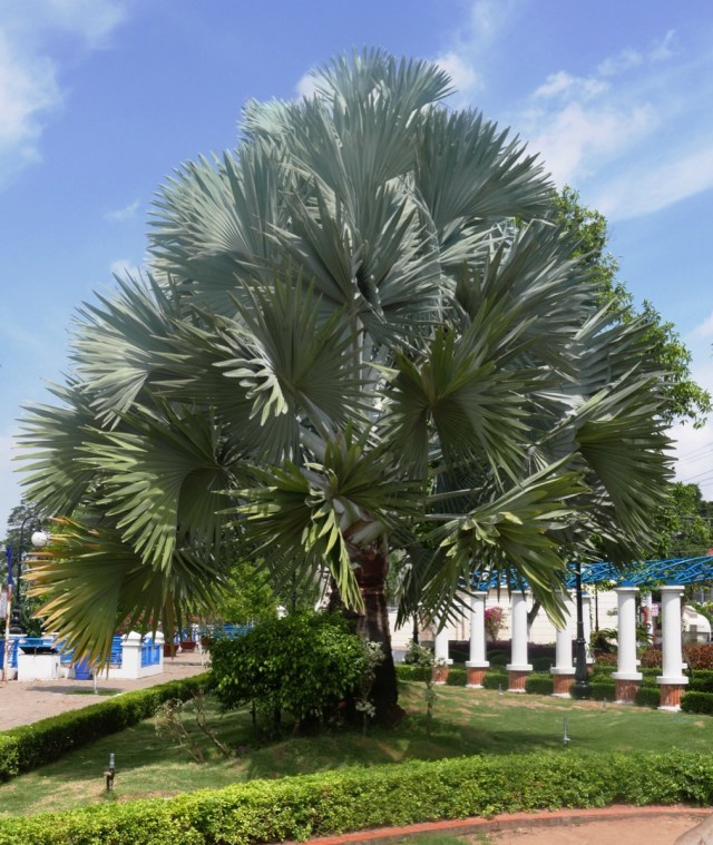 Palm Tree with Silvery leaves Vietnam