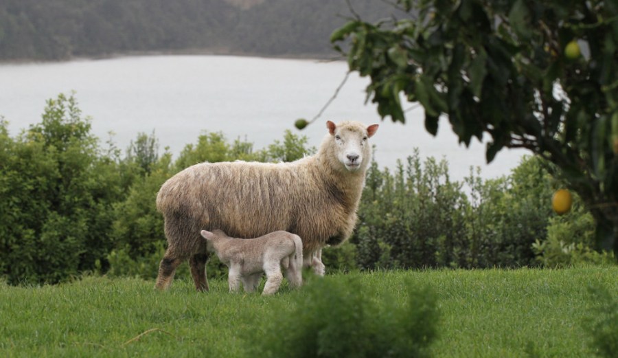 lambs and mom