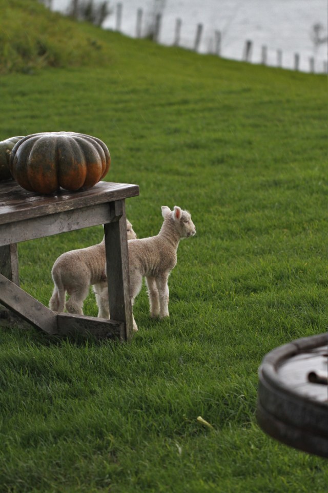 lambs and pumpkins