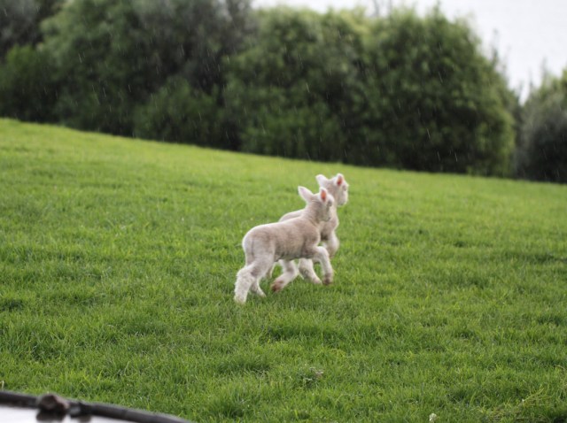 lambs running
