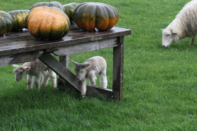 lambs under the table