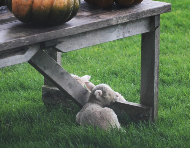 lambs under the table