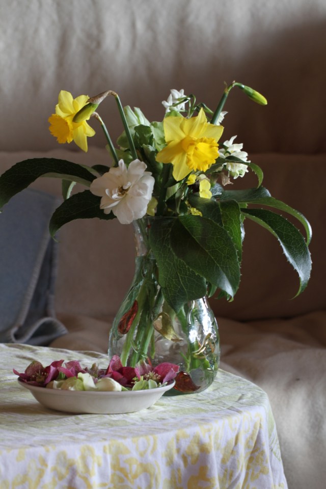 narcissus cut flowers