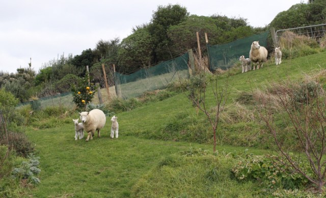 sheep caught in the act