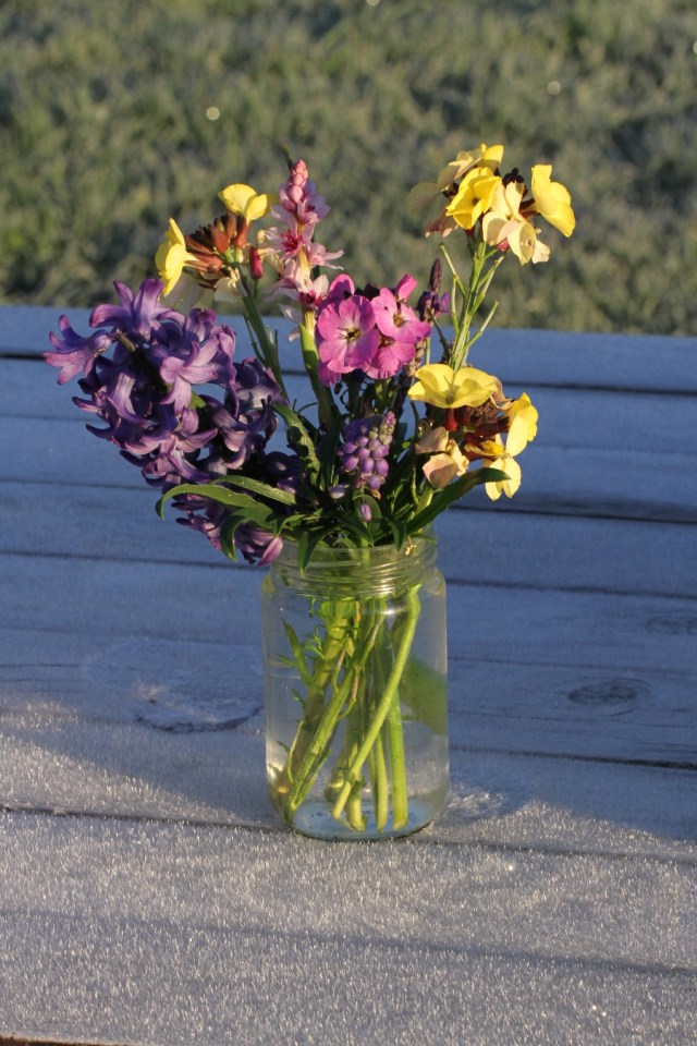 wallflowers wurmbea cut flowers 900