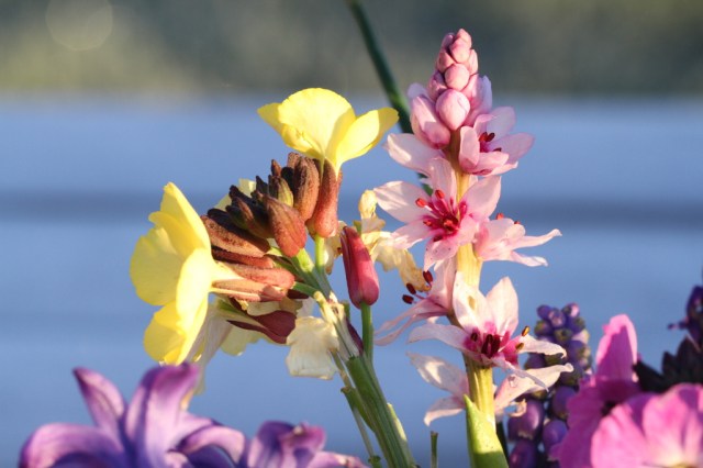 wurmbea and wallflowers 1024