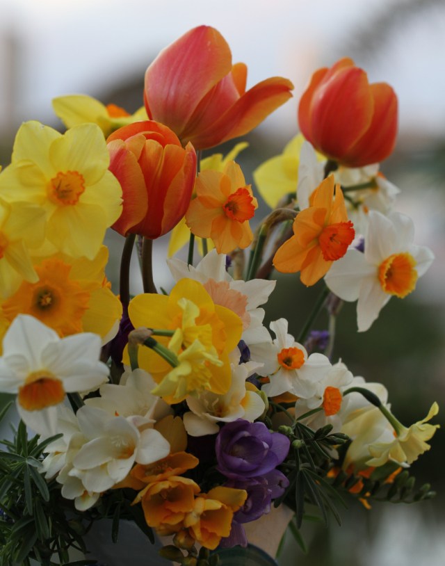 Asahi tulips and daffodils cut flowers