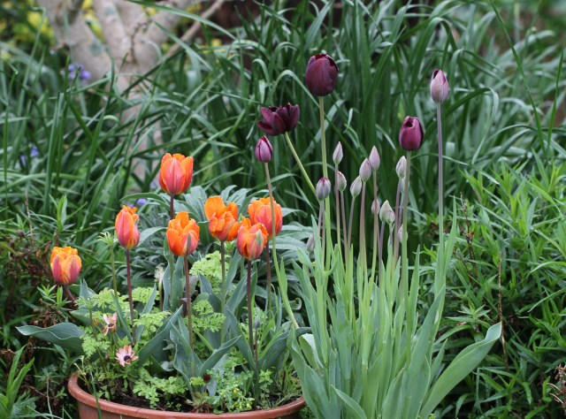 potted-tulips