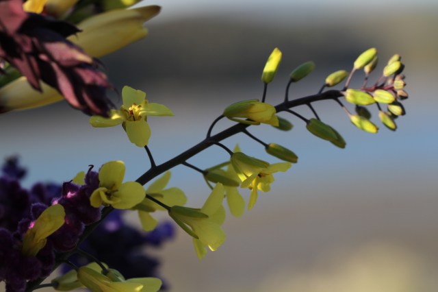 purple cabbage flower cut flower