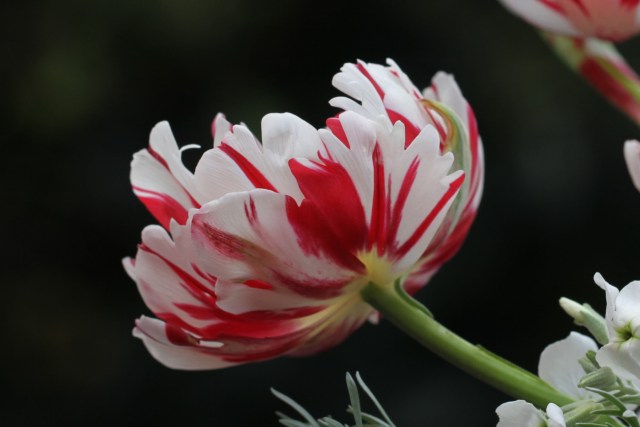 carnaval-de-nice-tulip