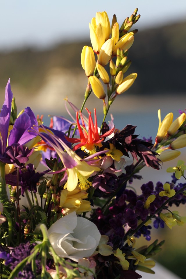 Ixia Giant Yellow with columbine canadensis and salvia black knight and iris