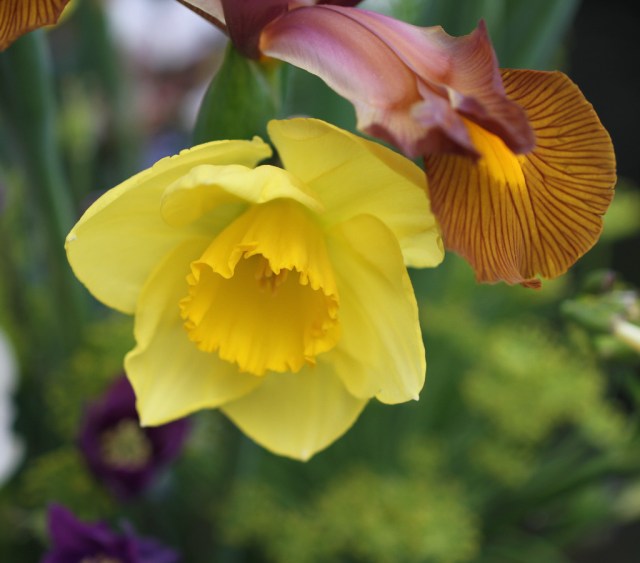 daffodil-and-iris