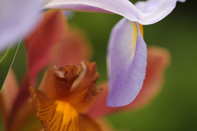 dutch-iris-autumn-princess-and-apollo