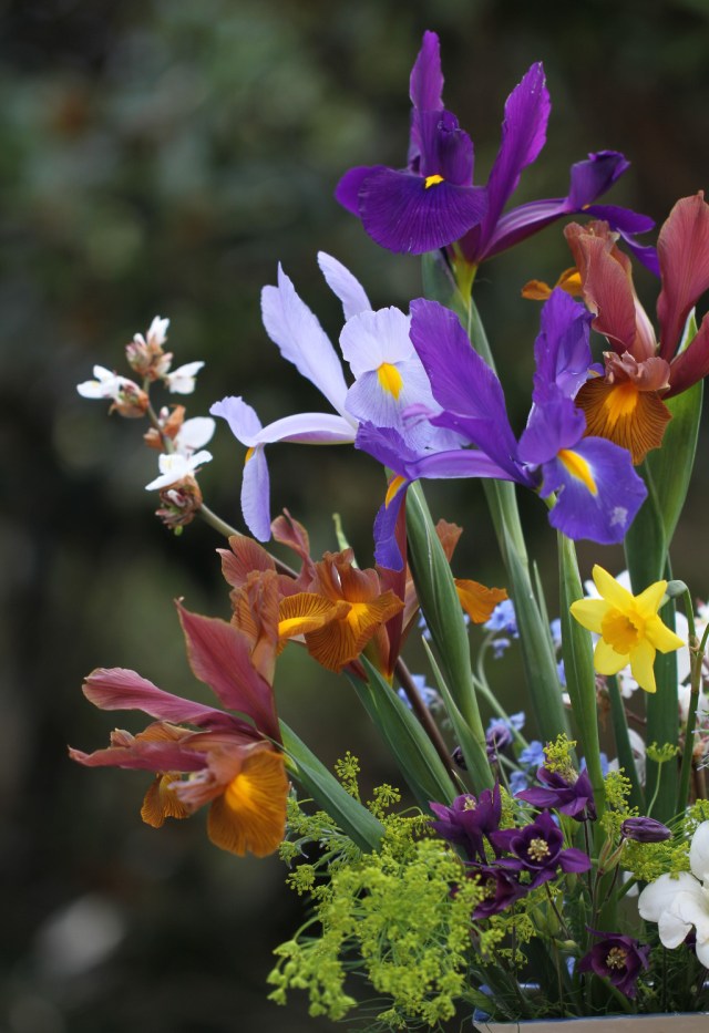 dutch-iris-autumn-princess-apollo