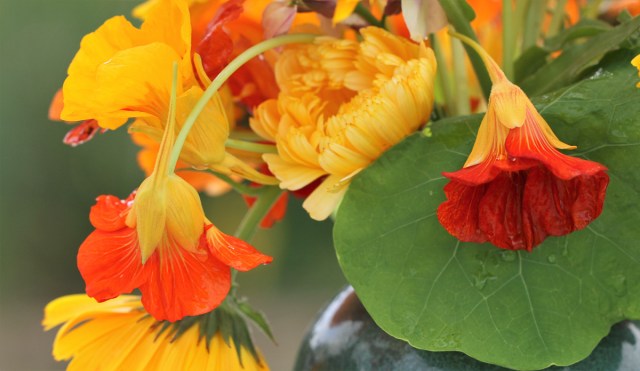 nasturtiums cut flowers