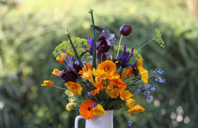 tulips-scilla-natalensis-cut-flowers