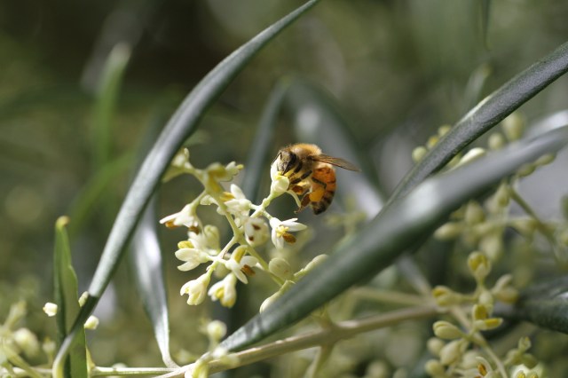 bee-in-olive-flowers-1400