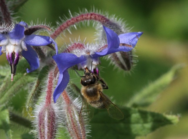 bee-on-borage-flower-1400