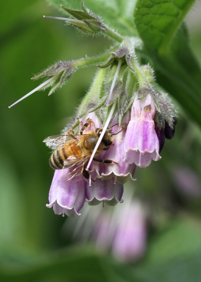 bee-on-comfrey-flower-1400