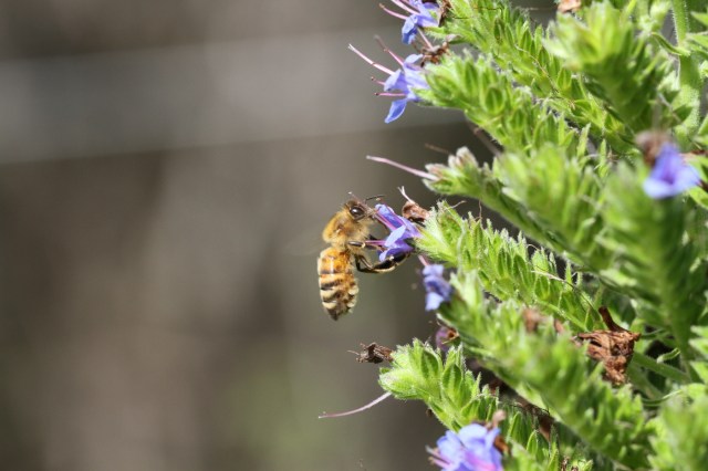 bee-on-echium-candicans-1400