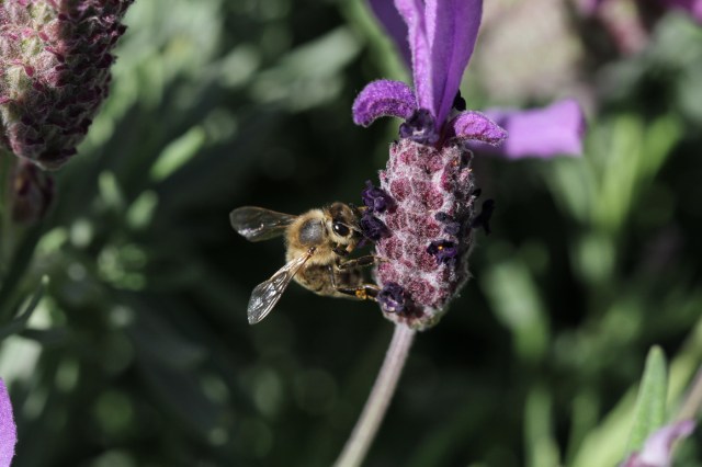 bee-on-lavender-stoechas-1400