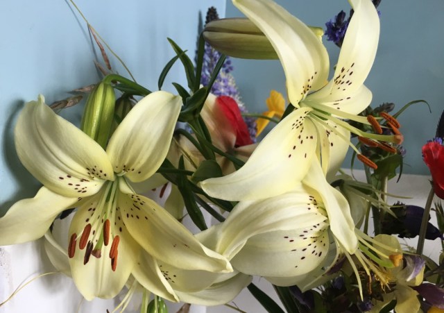 LIly Sweet Surrender cut flowers