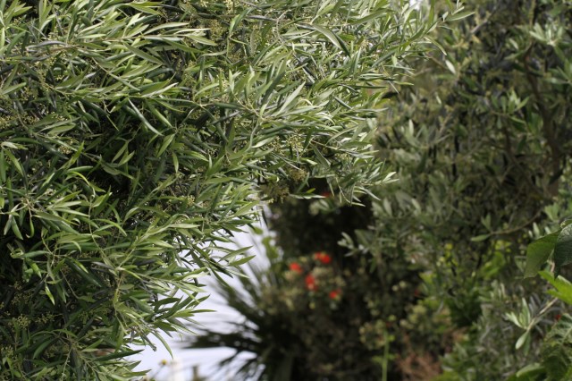 olive-trees-archway-1400