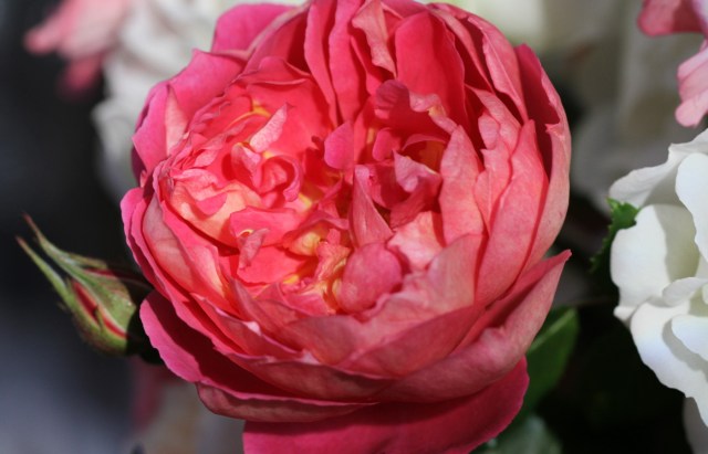 Benjamin Britten Rose