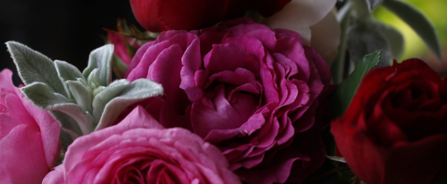 rose chartreuse de parme cut flower