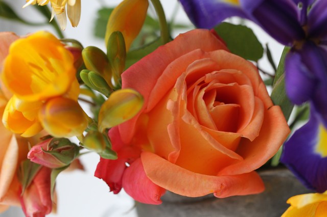 Guitar rose with freesias