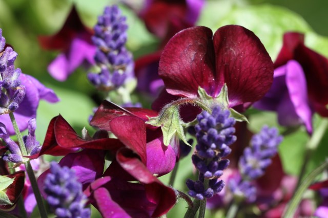 cupani-sweet-peas-and-hidcote-lavender-close-up