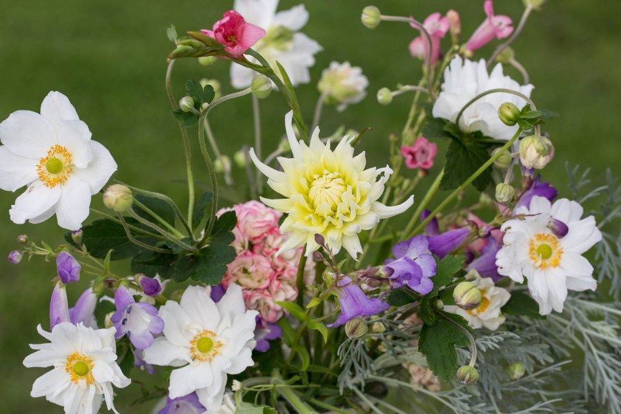 anemones dahlia and penstomon