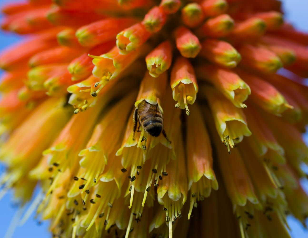bee in kniphofia flower
