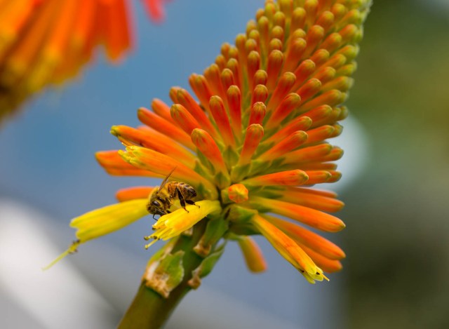 bee in red hot poker flower