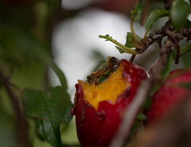 bees on bird pecked fruit plums