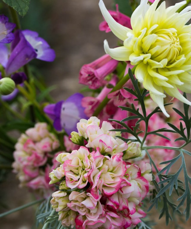 dahlia and pelargonium cut flowers