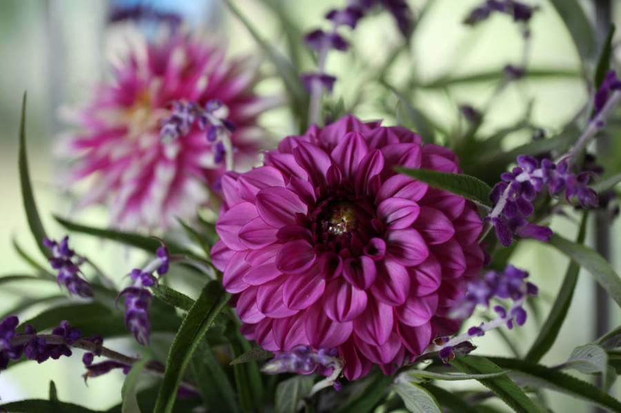 pink dahlias Profundo and Dark Horse cut flowers