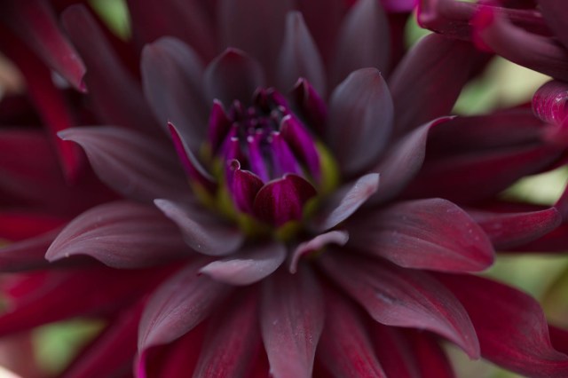 Dahlia Chat Noir Macro